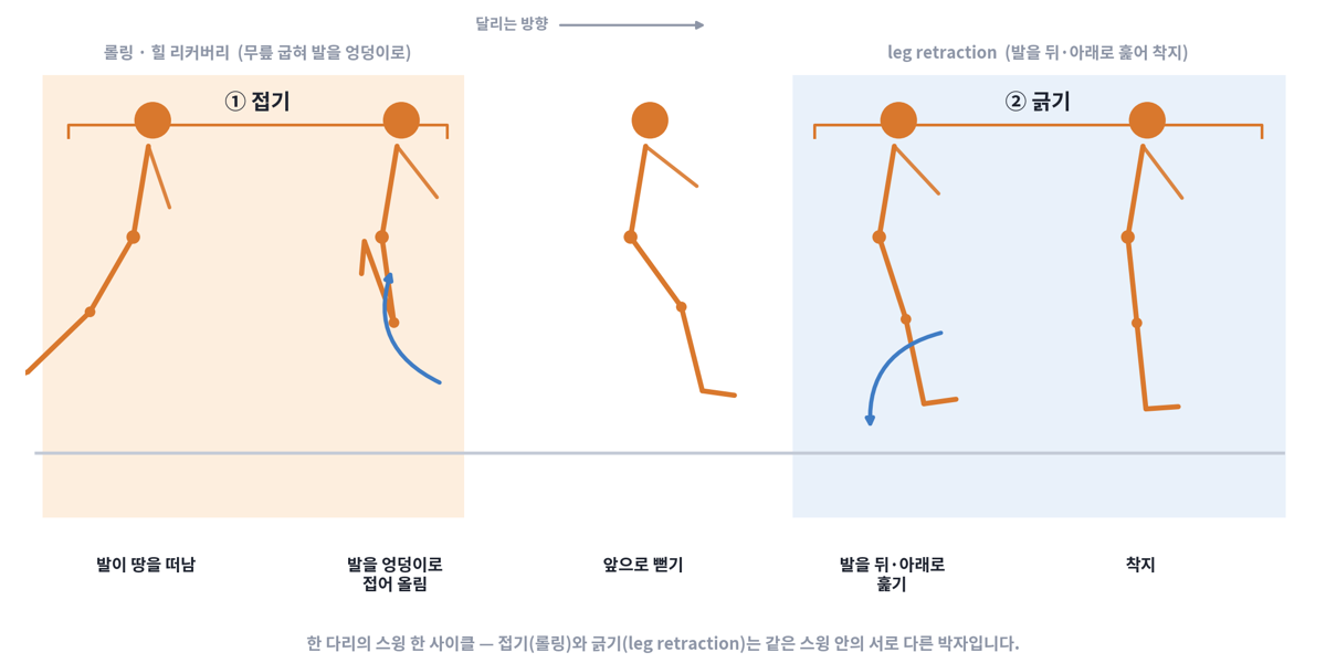 한 다리의 스윙 한 사이클을 다섯 컷으로 나눈 도해. 발이 땅을 떠나 엉덩이 쪽으로 접어 올리는 접기 구간과, 앞으로 뻗은 뒤 발을 뒤·아래로 훑어 착지하는 긁기 구간